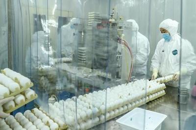 从一枚蛋到一支苗 流感疫苗的生物制品之旅